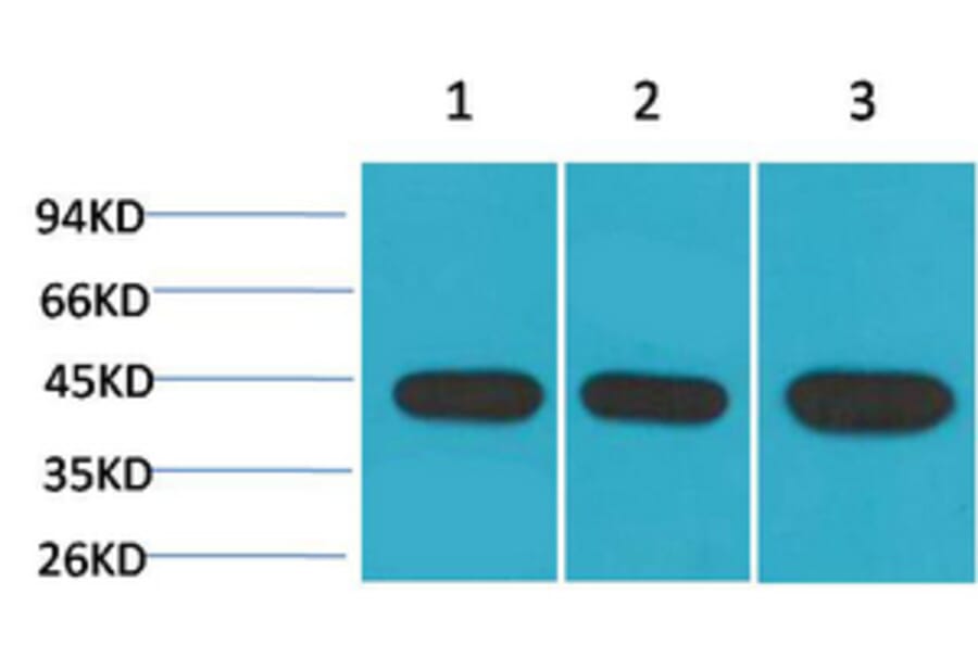 Western blot - α-SMA Monoclonal Antibody from Signalway Antibody (40482) - Antibodies.com