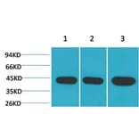 Western blot - α-SMA Monoclonal Antibody from Signalway Antibody (40482) - Antibodies.com