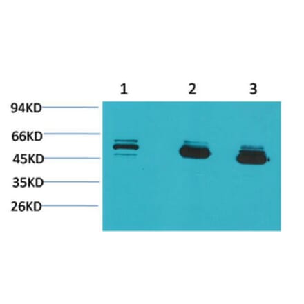 Western blot - MICU1 Monoclonal Antibody from Signalway Antibody (40490) - Antibodies.com