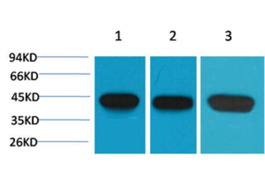 Western blot - α-SMA Monoclonal Antibody from Signalway Antibody (40495) - Antibodies.com