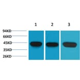 Western blot - α-SMA Monoclonal Antibody from Signalway Antibody (40495) - Antibodies.com