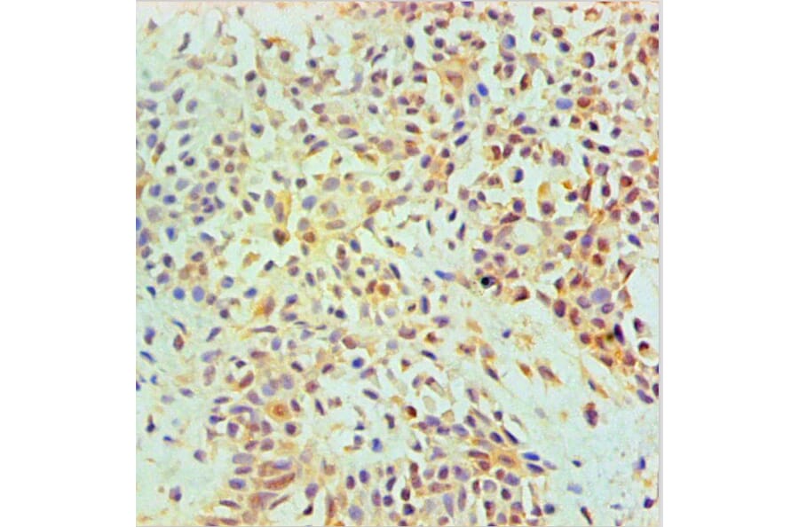 Immunohistochemistry - ANXA2 Monoclonal Antibody from Signalway Antibody (42021) - Antibodies.com