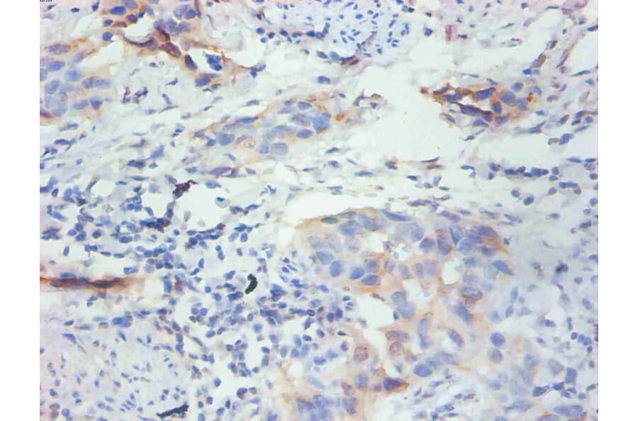 Immunohistochemistry - FABP3 Monoclonal Antibody from Signalway Antibody (42038) - Antibodies.com