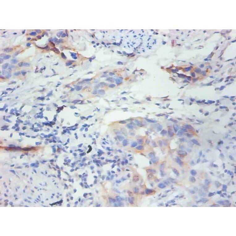 Immunohistochemistry - FABP3 Monoclonal Antibody from Signalway Antibody (42038) - Antibodies.com