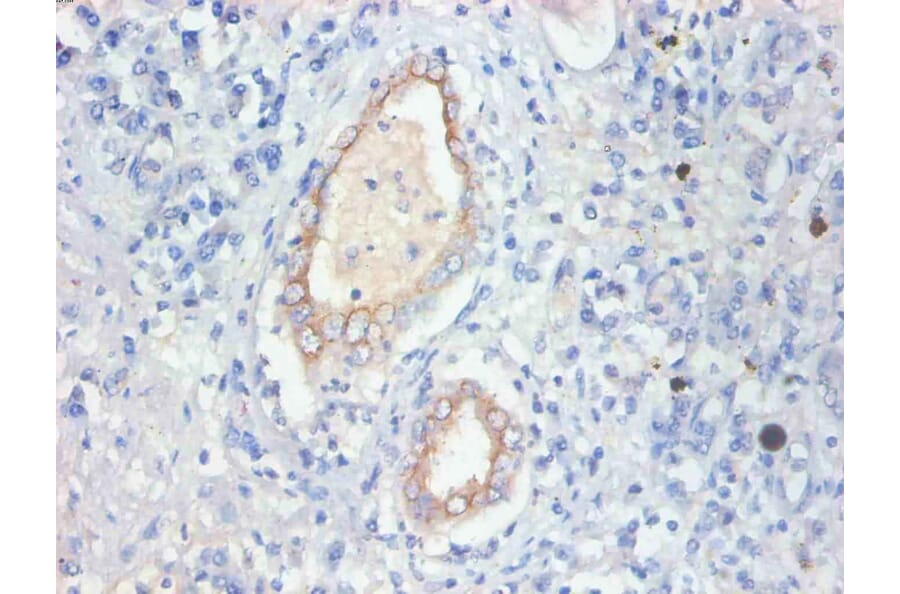 Immunohistochemistry - FABP3 Monoclonal Antibody from Signalway Antibody (42038) - Antibodies.com
