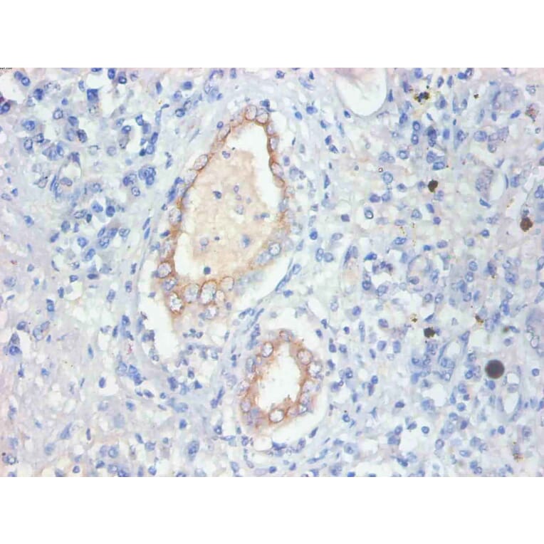 Immunohistochemistry - FABP3 Monoclonal Antibody from Signalway Antibody (42038) - Antibodies.com