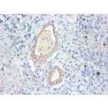 Immunohistochemistry - FABP3 Monoclonal Antibody from Signalway Antibody (42038) - Antibodies.com