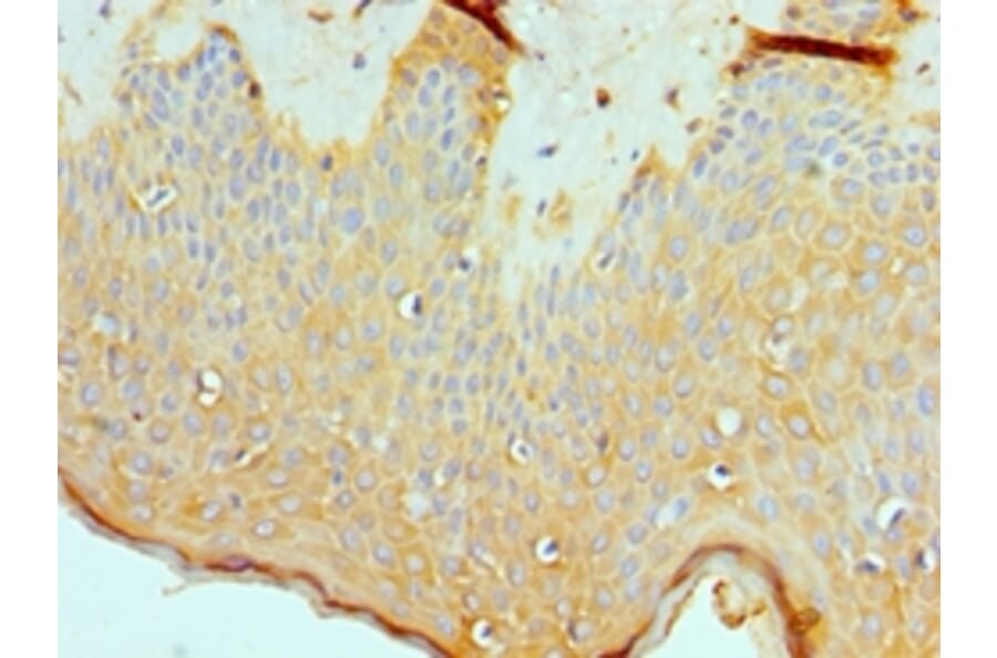 Immunohistochemistry - ASMTL Polyclonal Antibody from Signalway Antibody (42075) - Antibodies.com