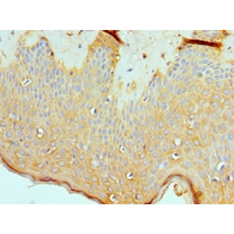 Immunohistochemistry - ASMTL Polyclonal Antibody from Signalway Antibody (42075) - Antibodies.com