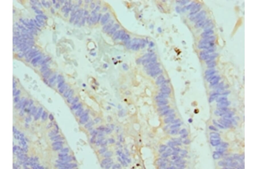 Immunohistochemistry - ASMTL Polyclonal Antibody from Signalway Antibody (42075) - Antibodies.com