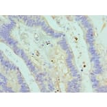 Immunohistochemistry - ASMTL Polyclonal Antibody from Signalway Antibody (42075) - Antibodies.com