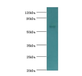 CHRM3 Polyclonal Antibody from Signalway Antibody (42122) - Antibodies.com