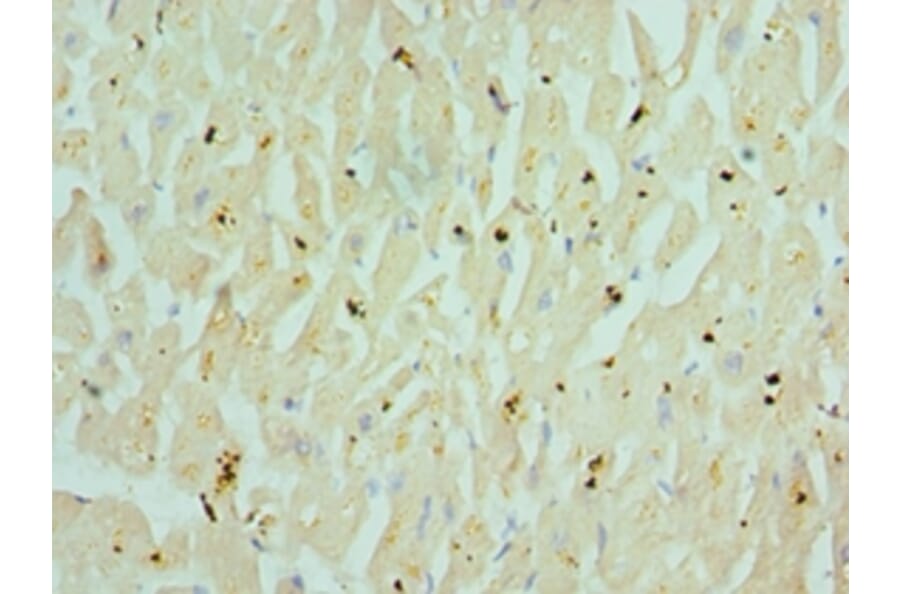 Immunohistochemistry - CHRM3 Polyclonal Antibody from Signalway Antibody (42122) - Antibodies.com