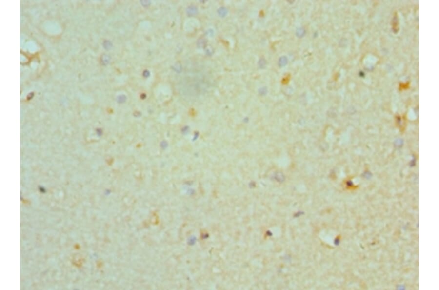Immunohistochemistry - CHRM3 Polyclonal Antibody from Signalway Antibody (42122) - Antibodies.com