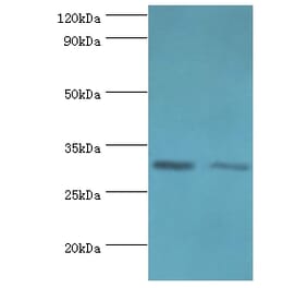 CLIC4 Polyclonal Antibody from Signalway Antibody (42126) - Antibodies.com