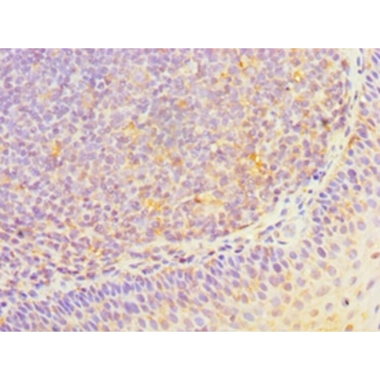 Immunohistochemistry - HOXA1 Polyclonal Antibody from Signalway Antibody (42210) - Antibodies.com