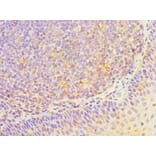 Immunohistochemistry - HOXA1 Polyclonal Antibody from Signalway Antibody (42210) - Antibodies.com