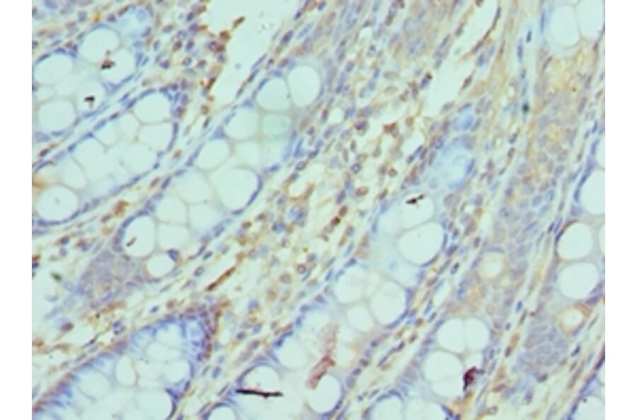 Immunohistochemistry - NCBP2 Polyclonal Antibody from Signalway Antibody (42267) - Antibodies.com