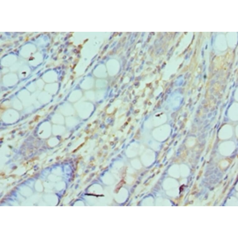 Immunohistochemistry - NCBP2 Polyclonal Antibody from Signalway Antibody (42267) - Antibodies.com