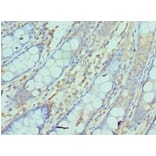 Immunohistochemistry - NCBP2 Polyclonal Antibody from Signalway Antibody (42267) - Antibodies.com