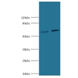 NR2C1 Polyclonal Antibody from Signalway Antibody (42274) - Antibodies.com