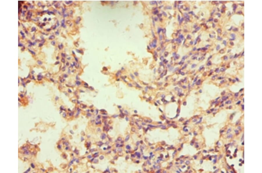 Immunohistochemistry - NR2C1 Polyclonal Antibody from Signalway Antibody (42274) - Antibodies.com