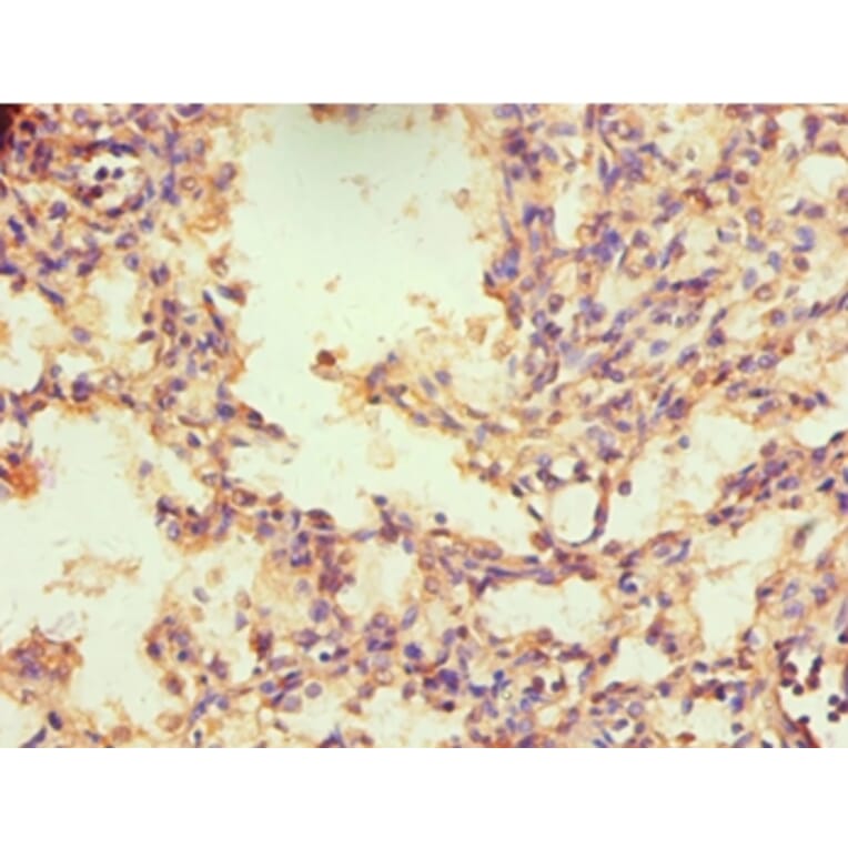 Immunohistochemistry - NR2C1 Polyclonal Antibody from Signalway Antibody (42274) - Antibodies.com