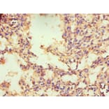 Immunohistochemistry - NR2C1 Polyclonal Antibody from Signalway Antibody (42274) - Antibodies.com