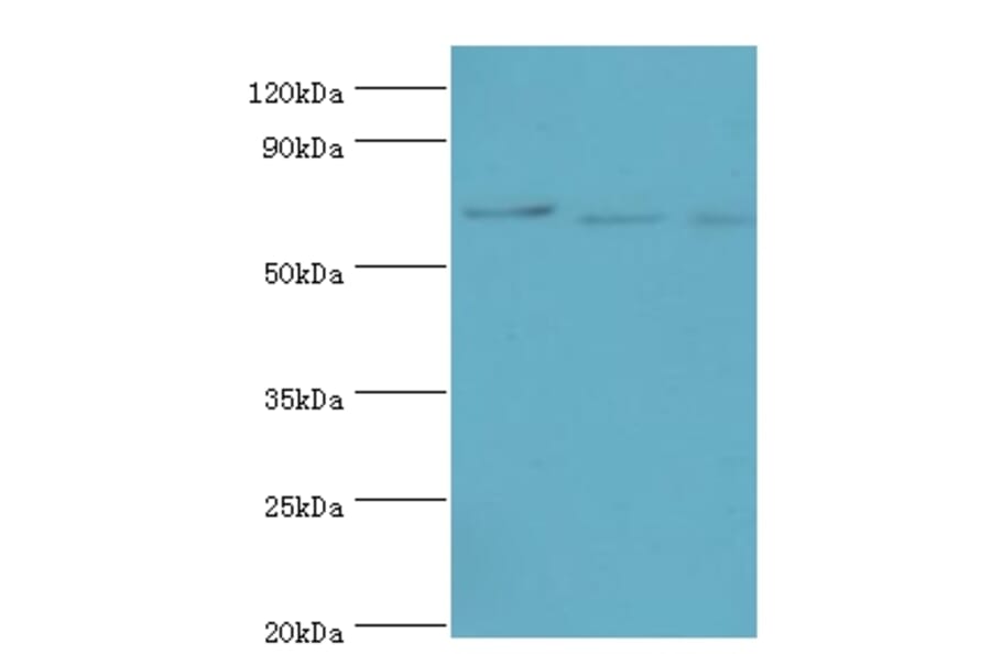 CDC16 Polyclonal Antibody from Signalway Antibody (42650) - Antibodies.com