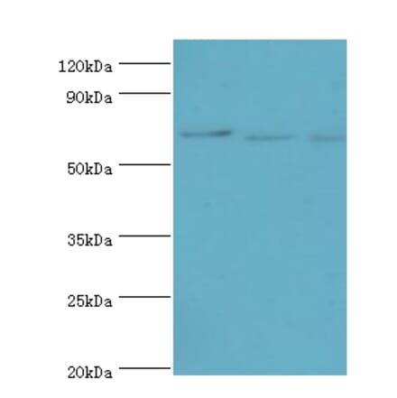 CDC16 Polyclonal Antibody from Signalway Antibody (42650) - Antibodies.com