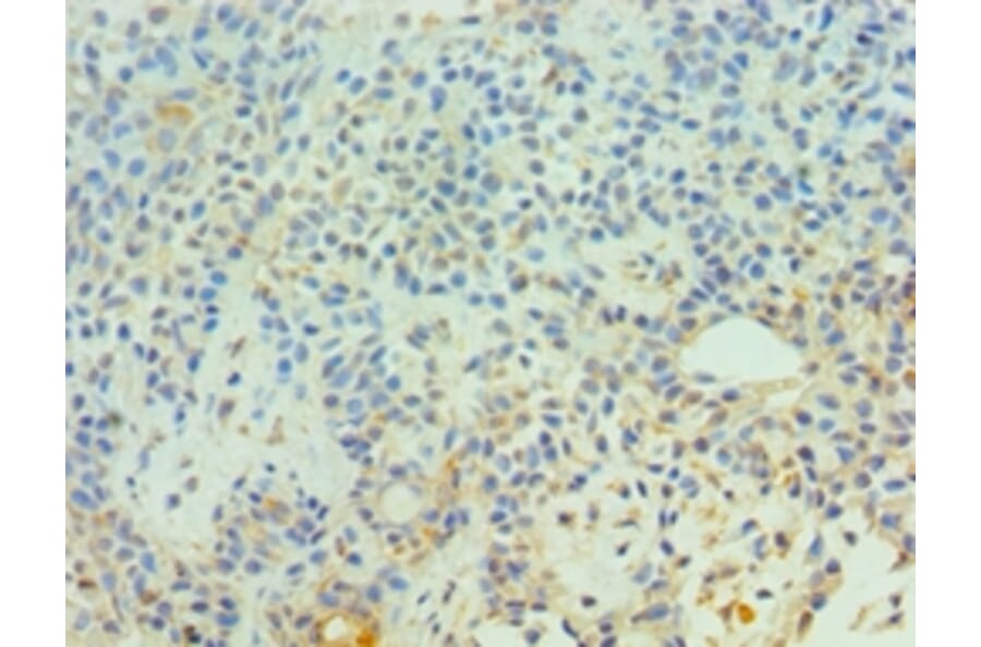 Immunohistochemistry - CDC16 Polyclonal Antibody from Signalway Antibody (42650) - Antibodies.com