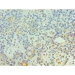 Immunohistochemistry - CDC16 Polyclonal Antibody from Signalway Antibody (42650) - Antibodies.com