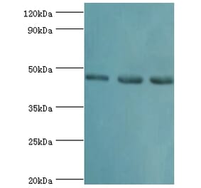 RBBP7 Polyclonal Antibody from Signalway Antibody (42653) - Antibodies.com