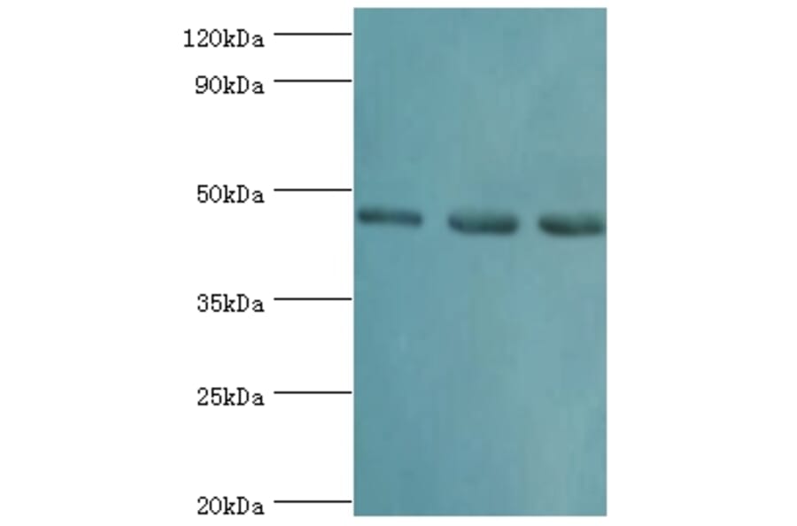 RBBP7 Polyclonal Antibody from Signalway Antibody (42653) - Antibodies.com