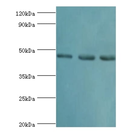 RBBP7 Polyclonal Antibody from Signalway Antibody (42653) - Antibodies.com