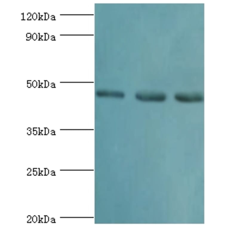 RBBP7 Polyclonal Antibody from Signalway Antibody (42653) - Antibodies.com