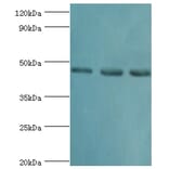RBBP7 Polyclonal Antibody from Signalway Antibody (42653) - Antibodies.com