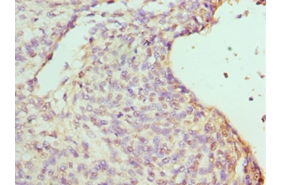 Immunohistochemistry - RBBP7 Polyclonal Antibody from Signalway Antibody (42653) - Antibodies.com