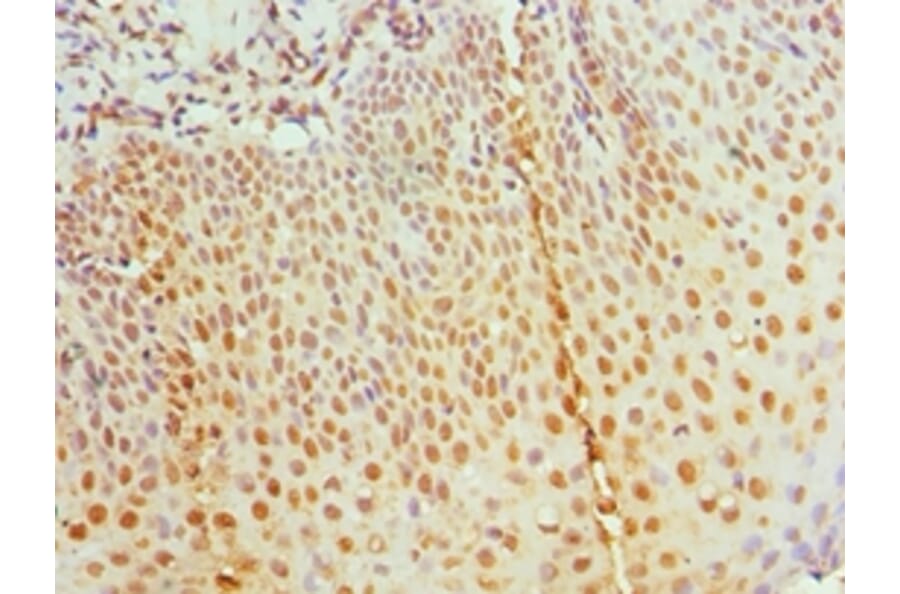 Immunohistochemistry - RBBP7 Polyclonal Antibody from Signalway Antibody (42653) - Antibodies.com