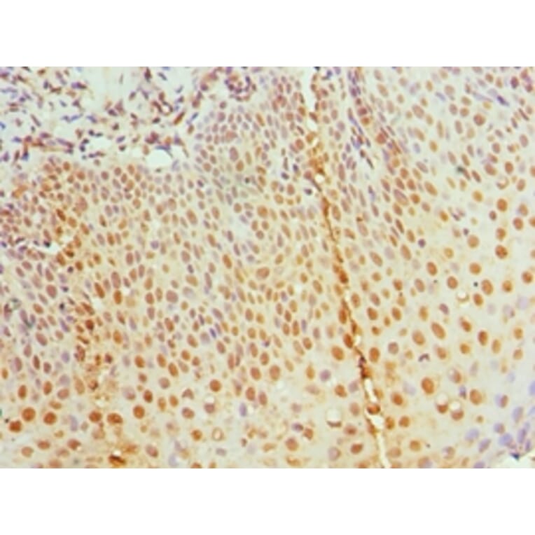 Immunohistochemistry - RBBP7 Polyclonal Antibody from Signalway Antibody (42653) - Antibodies.com