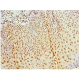 Immunohistochemistry - RBBP7 Polyclonal Antibody from Signalway Antibody (42653) - Antibodies.com