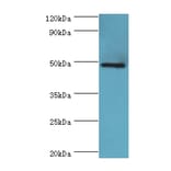 IFT57 Polyclonal Antibody from Signalway Antibody (42678) - Antibodies.com