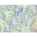 Immunohistochemistry - IFT57 Polyclonal Antibody from Signalway Antibody (42678) - Antibodies.com