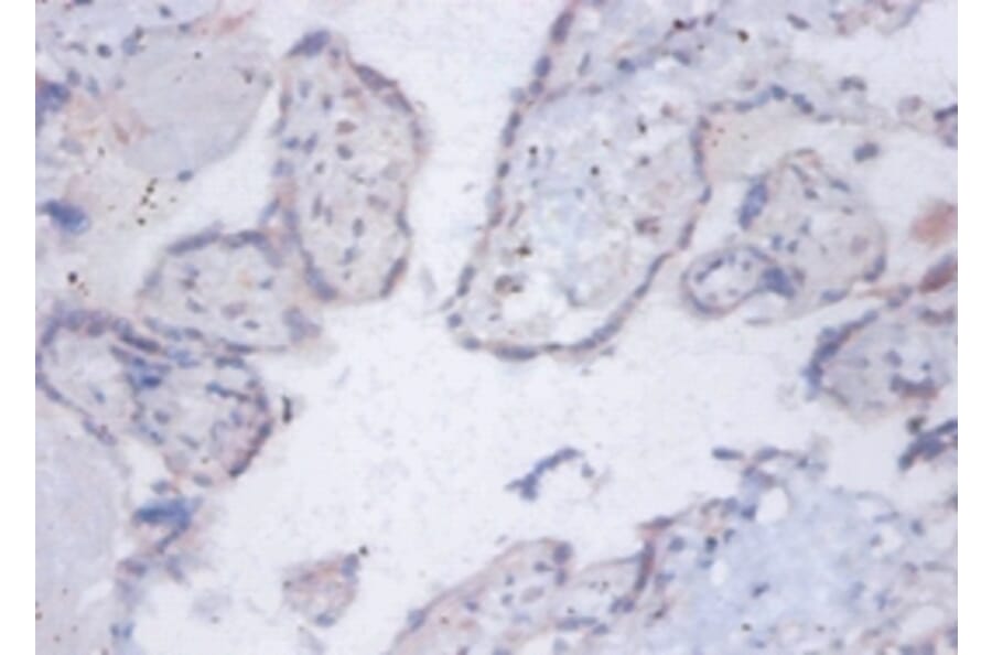 Immunohistochemistry - 6.8 kDa mitochondrial proteolipid Polyclonal Antibody from Signalway Antibody (42146)
