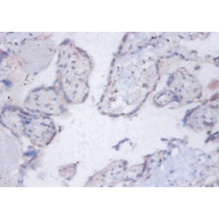 Immunohistochemistry - 6.8 kDa mitochondrial proteolipid Polyclonal Antibody from Signalway Antibody (42146)