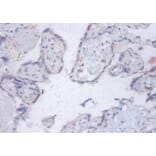 Immunohistochemistry - 6.8 kDa mitochondrial proteolipid Polyclonal Antibody from Signalway Antibody (42146)