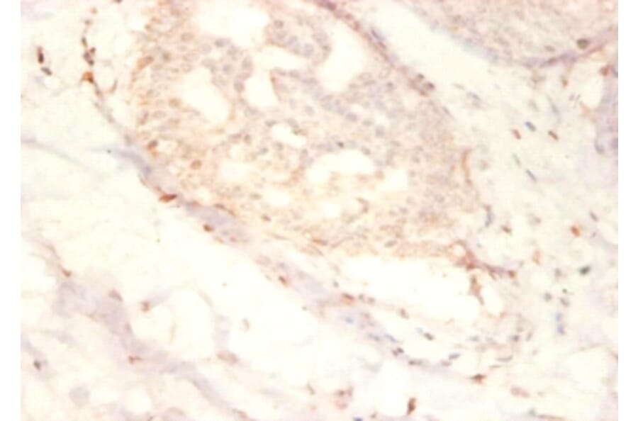 Immunohistochemistry - Small nuclear ribonucleoprotein G Polyclonal Antibody from Signalway Antibody (42264)