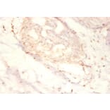 Immunohistochemistry - Small nuclear ribonucleoprotein G Polyclonal Antibody from Signalway Antibody (42264)