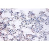 Immunohistochemistry - Ras-related GTP-binding protein A Polyclonal Antibody from Signalway Antibody (42394)