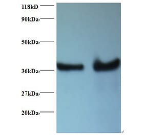 DnaJ homolog subfamily B member 1 Polyclonal Antibody from Signalway Antibody (42405) - Antibodies.com